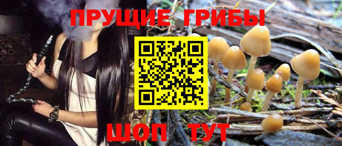 Псилоцибиновые грибы Psilocybine cubensis Ангарск